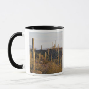 Tasse États-Unis, Arizona, désert de Sonora, Ajo, Ajo 2