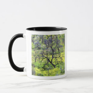Tasse États-Unis, Californie, San Diego. Une forêt de ch