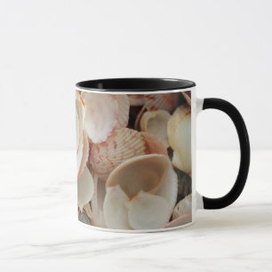 Tasse États-Unis, Floride. Gros plan sur des coquillages