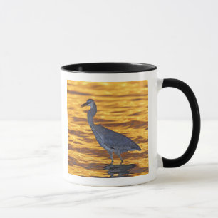 Tasse États-Unis, Floride, St. Petersburg, Fort De Soto