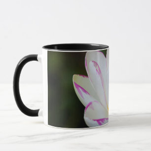 Tasse États-Unis, Géorgie, Savannah, fleurs de lotus
