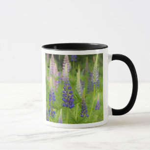 Tasse États-Unis, Maine, Parc national d'Acadia. Champ d