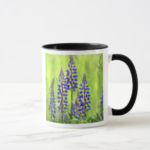 Tasse États-Unis, Oregon, Forêt nationale du mont Hood, 