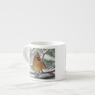 Tasse Expresso Cardinalis femelle dans un pin enneigé,