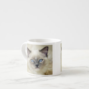 Tasse Expresso Chaton Ragdoll