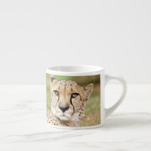 Photo guepard, chat, animaux, coupe espresso