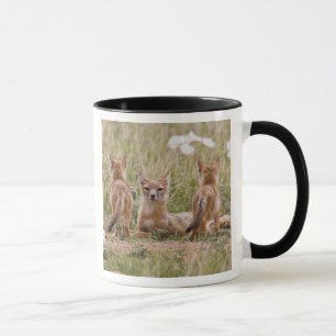 Tasse Femelle du renard véloce (Vulpes velox) jeune à