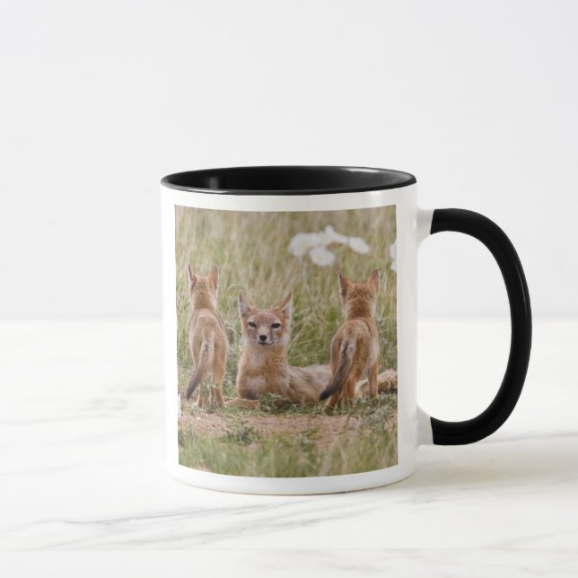 Tasse Femelle du renard véloce (Vulpes velox) jeune à (Droite)