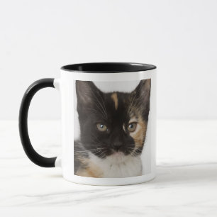 Tasse Fermez-vous du chaton