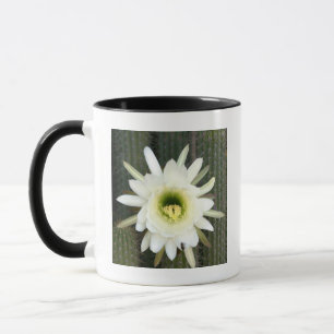 Tasse Fleur de cactus Reine de la nuit, région du Karoo