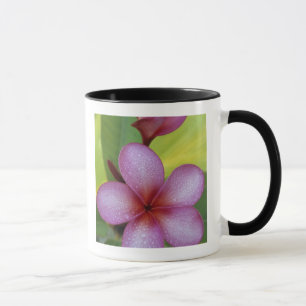 Tasse Fleur, Plumeria sp.), Pacifique Sud, Niue