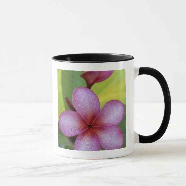Tasse Fleur, Plumeria sp.), Pacifique Sud, Niue (Droite)