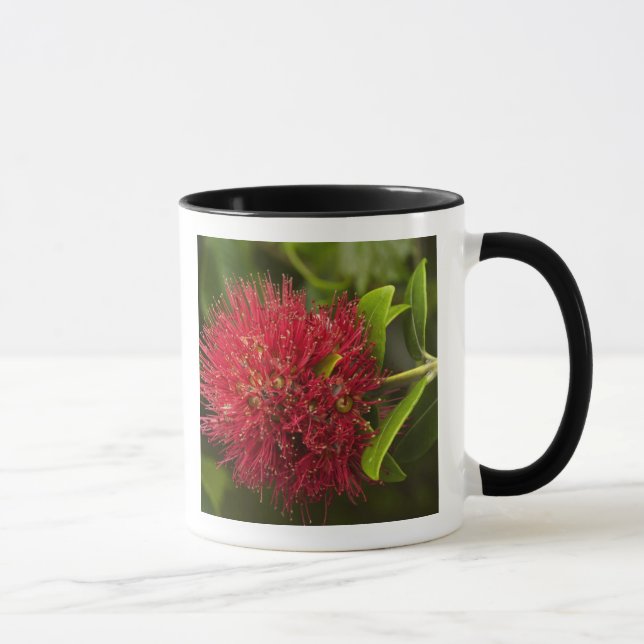 Tasse Fleur Pohutukawa, Dunedin (Droite)
