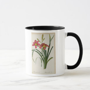 Tasse Fulva de Hemerocallis, de "Les Liliacees", 1805