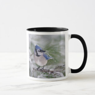 Tasse Geai bleu, Cyanocitta cristata