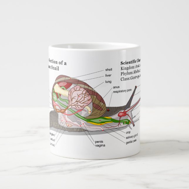 Tasse Géante Diagramme d'un escargot de jardin commun (aspersa (Devant)