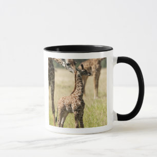 Tasse girafes de masaï, Giraffa camelopardalis 2