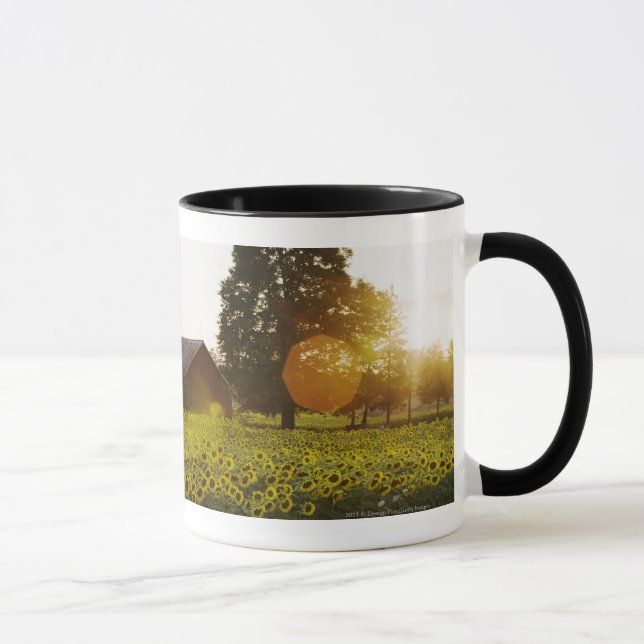 Tasse Gisement de tournesol au coucher du soleil avec (Droite)
