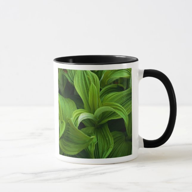 Tasse Gouttes de rosée sur un Helabore faux (Droite)
