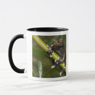 Tasse Grenouille captive Tapichalaca Hyloscirtus 2