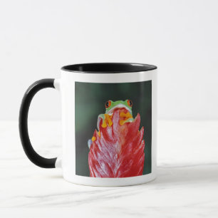 Tasse Grenouille d'arbre aux yeux rouges sur la feuille