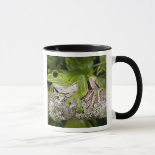 Tasse Grenouille géante glissante, Polypedates dennysi s