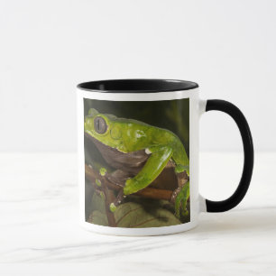 Tasse Grenouille géante Phyllomedusa bicolor) 3