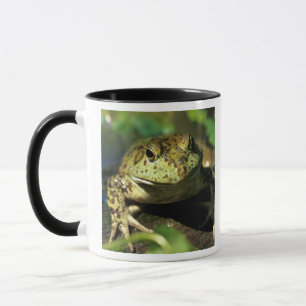 Tasse Grenouille taureau.