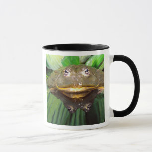 Tasse Grenouille-taureau africaine, Pyxicephalus 2