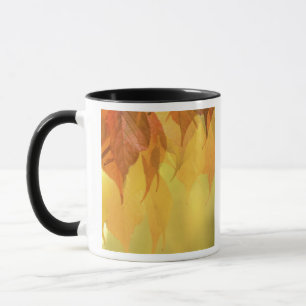 Tasse Gros plan sur des feuilles d'automne sur une branc