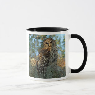 Tasse Hibou moyen-duc perché dans de la mousse d'Espagne