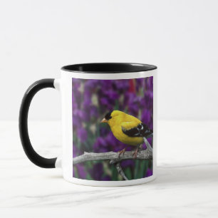 Tasse Homme, Américain Goldfinch en plumage d'été,