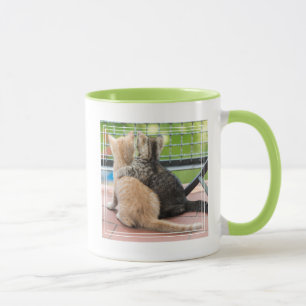 Tasse Images de Getty deux chatons sur un balcon