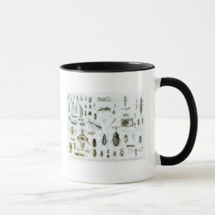 Tasse Insectes d'entomologie