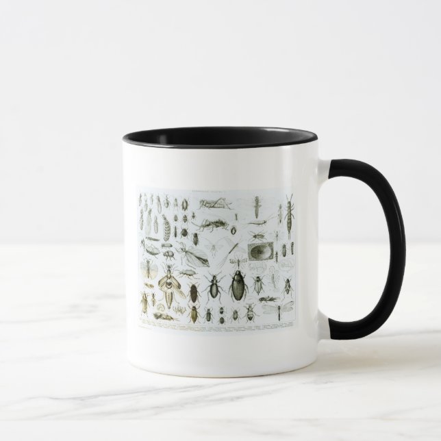 Tasse Insectes d'entomologie (Droite)