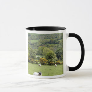 Tasse Irlande occidentale, presqu'île de Dingle, large