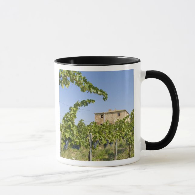 Tasse Italie, Toscane, Montepulciano. Raisins de vin prê (Droite)