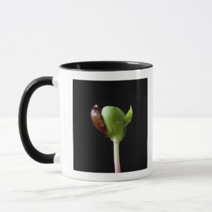 Tasse Jeunes plantes d'Apple avec la coquille de graine