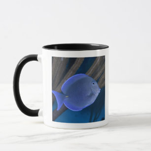 Tasse La vie sous-marine : Coeruleus d'Acanthurus avec