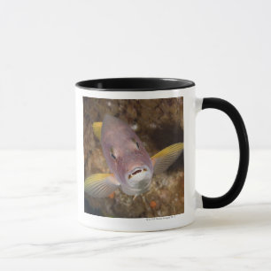 Tasse La vie sous-marine ; POISSONS : Fermez-vous vers