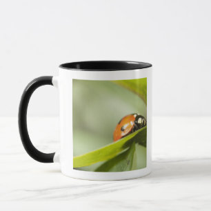Tasse Ladybird sur la feuille, coccinelle sur la feuille