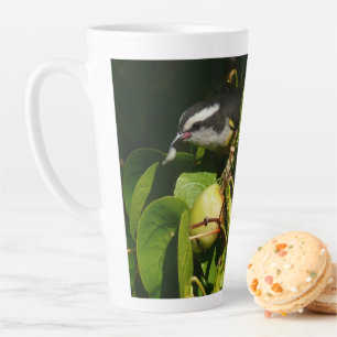 Tasse Latte Bananaquit Bird Mange Photographie tropicale