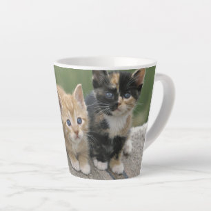 Tasse Latte Barn Kittens sur une couverture à cheval