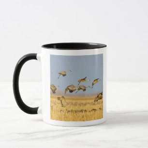 Tasse Les grues de Sandhill atterrissent dans les champs