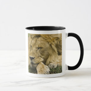 Tasse Lion d'Afrique, Lion panthère, endormi