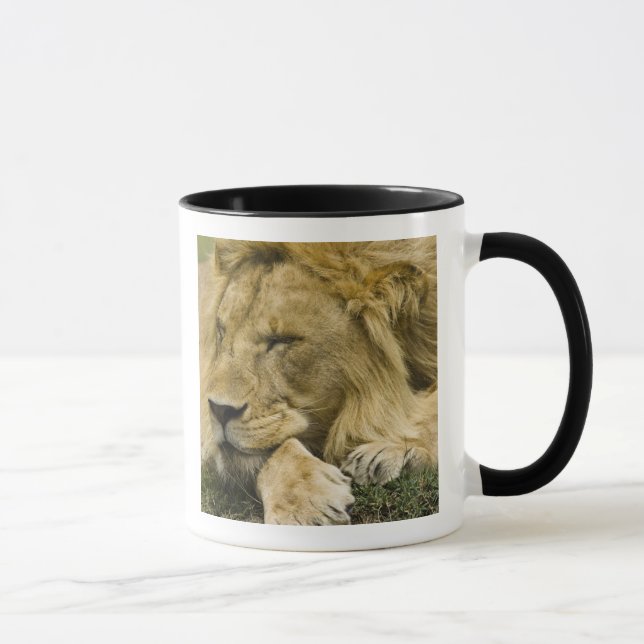 Tasse Lion d'Afrique, Lion panthère, endormi (Droite)