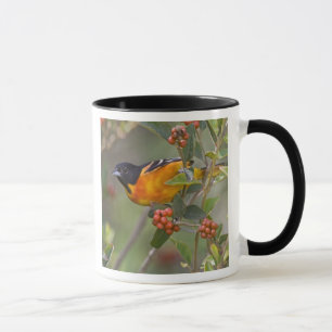 Tasse Loriot de Baltimore