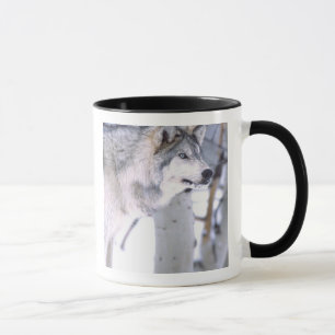 Tasse Loup de bois, Canis lupus, Animal de cinéma Utah)