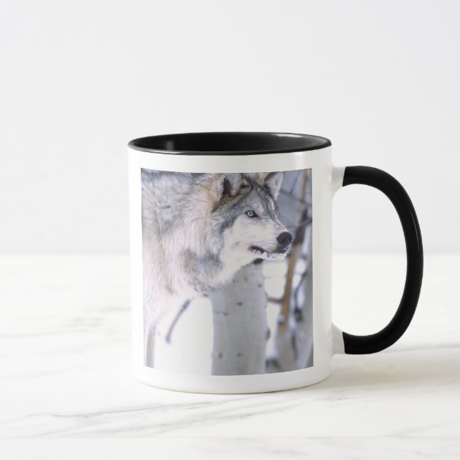 Tasse Loup de bois, Canis lupus, Animal de cinéma Utah) (Droite)