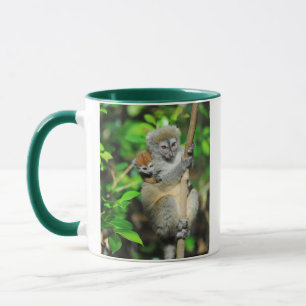 Tasse Madagascar, Andasibe, Ile Aux Lemuriens, Mère